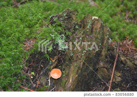 Natural mushroom "Hanaguchi" (Fujisan Kitajima / Yamanashi Prefecture Fujiyoshida City) Natural mushroom "Hanaguchi" (Fujisan Kitajima / Yamanashi Prefecture Fujiyoshida City) 83056880
