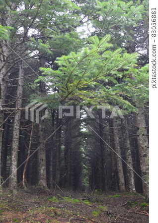 Aokigahara Forest at the northern foot of Mt. Fuji (Fujiyoshida City, Yamanashi Prefecture) Aokigahara Forest at the northern foot of Mt. Fuji (Fujiyoshida City, Yamanashi Prefecture) 83056881