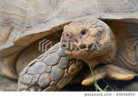 Itouzu no Mori Park "African spurred tortoise" Itouzu no Mori Park "African spurred tortoise" 83056950