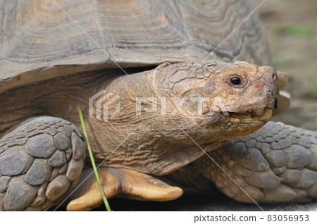 Itouzu no Mori Park "African spurred tortoise" Itouzu no Mori Park "African spurred tortoise" 83056953
