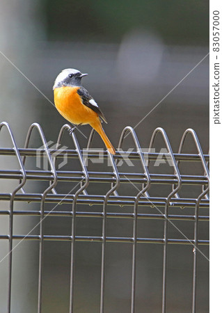Daurian Redstart (male) staying on the fence Daurian Redstart (male) staying on the fence 83057000