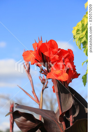 Red canna flower Red canna flower 83057009
