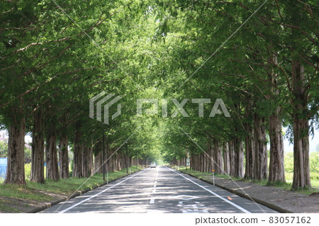 Tree-lined road of fresh green metasequoia 83057162