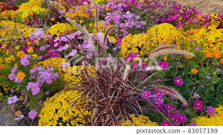flower garden in autumn 83057199