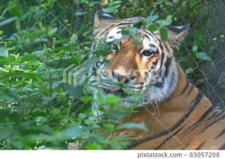 伊藤津之森公園“東北虎” 伊藤津之森公園“東北虎” 83057208