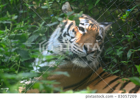 伊藤津之森公園“東北虎” 83057209