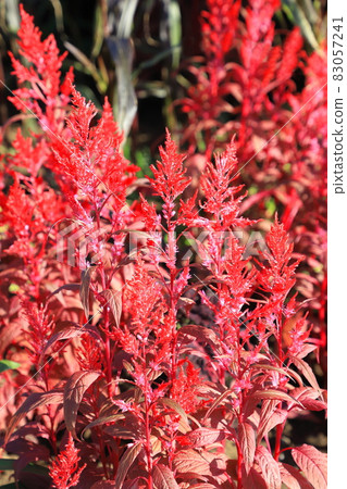 Red Keito Flower Red Keito Flower 83057241