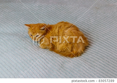 Ginger cat on a bed at home Ginger cat on a bed at home 83057289