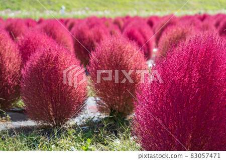 豬苗代藥草園的Kochia 83057471