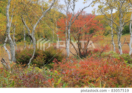 Autumn leaves of Shiga Takahara Tanohara Marshall Autumn leaves of Shiga Takahara Tanohara Marshall 83057519