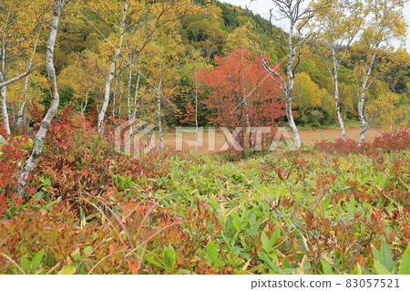 Autumn leaves of Shiga Takahara Tanohara Marshall Autumn leaves of Shiga Takahara Tanohara Marshall 83057521