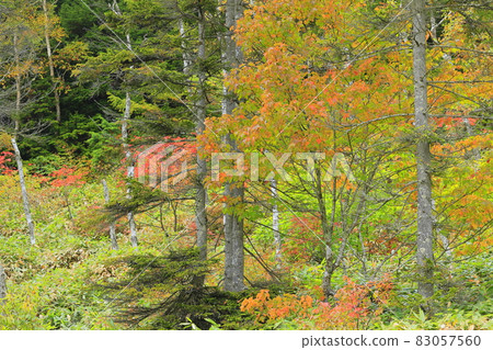 Autumn leaves of Shiga Takahara Tanohara Marshall Autumn leaves of Shiga Takahara Tanohara Marshall 83057560