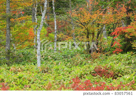 Autumn leaves of Shiga Takahara Tanohara Marshall 83057561