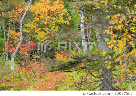 Autumn leaves of Shiga Takahara Tanohara Marshall Autumn leaves of Shiga Takahara Tanohara Marshall 83057563