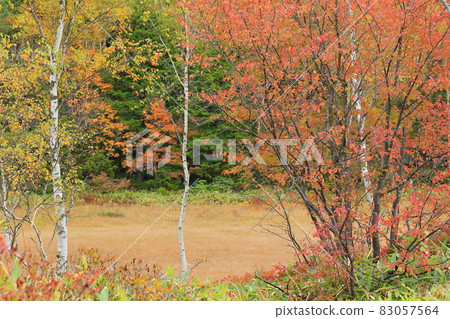 Autumn leaves of Shiga Takahara Tanohara Marshall 83057564