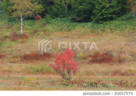 Autumn leaves of Shiga Takahara Tanohara Marshall 83057574