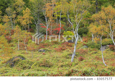 Autumn leaves of Shiga Takahara Tanohara Marshall 83057577