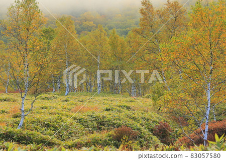 Autumn leaves of Shiga Takahara Tanohara Marshall 83057580