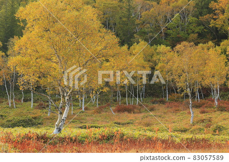 Autumn leaves of Shiga Takahara Tanohara Marshall 83057589