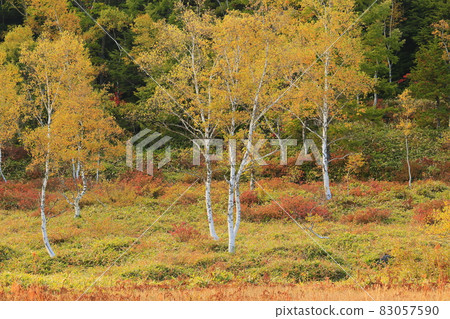 Autumn leaves of Shiga Takahara Tanohara Marshall Autumn leaves of Shiga Takahara Tanohara Marshall 83057590
