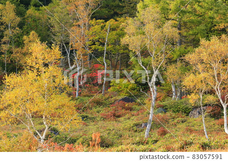 Autumn leaves of Shiga Takahara Tanohara Marshall 83057591