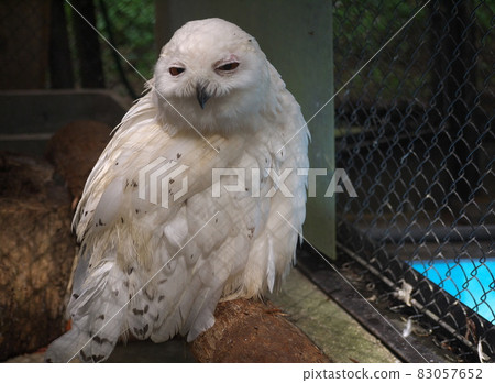 Snowy owl in the zoo 83057652