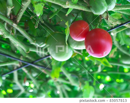 明天森林的Ekorin村 明天森林的Ekorin村 83057813