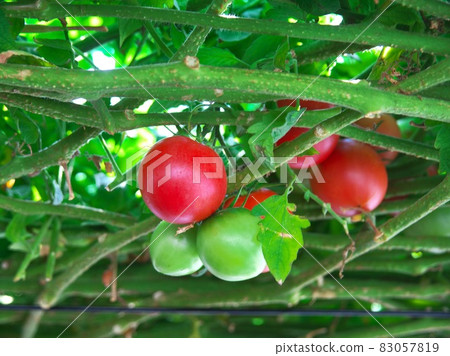 Tomorrow forest of Ekorin village Tomorrow forest of Ekorin village 83057819