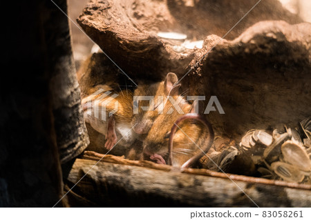 Aquamarine Inawashiro Kawasemi Aquarium 日本田鼠 83058261
