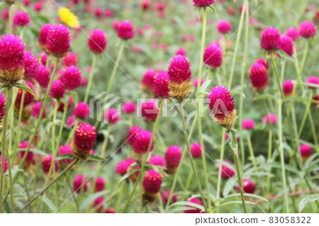 Flower like a ball 83058322