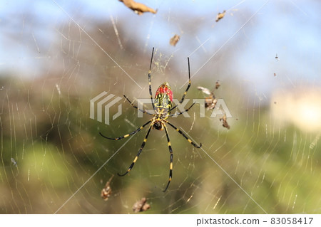 一個五顏六色的 Nephila clavata 在秋田裡創造一個蜘蛛網 一個五顏六色的 Nephila clavata 在秋田裡創造一個蜘蛛網 83058417