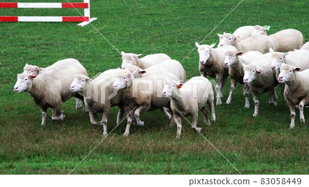 Ecorin Village Sheep Show Ecorin Village Sheep Show 83058449