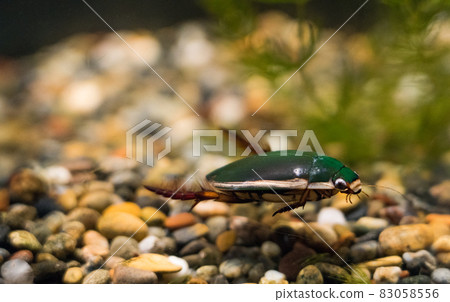 海藍寶石豬苗代川見水族館 Gengorou 海藍寶石豬苗代川見水族館 Gengorou 83058556