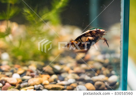 Aquamarine Inawashiro Kawasemi Aquarium Gengorou 83058560