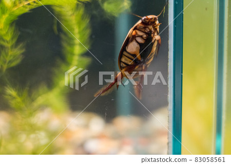 Aquamarine Inawashiro Kawasemi Aquarium Gengorou 83058561