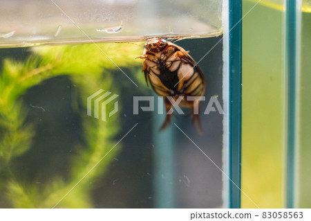 Aquamarine Inawashiro Kawasemi Aquarium Gengorou 83058563