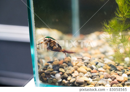 海藍寶石豬苗代川見水族館 Gengorou 海藍寶石豬苗代川見水族館 Gengorou 83058565