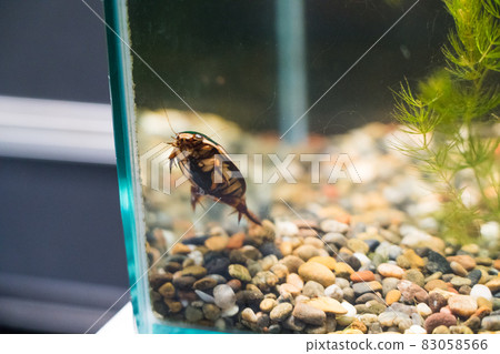 海藍寶石豬苗代川見水族館 Gengorou 海藍寶石豬苗代川見水族館 Gengorou 83058566