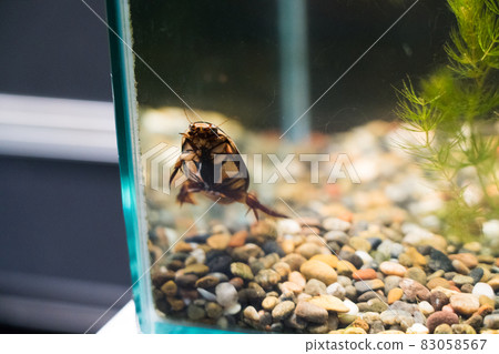 海藍寶石豬苗代川見水族館 Gengorou 海藍寶石豬苗代川見水族館 Gengorou 83058567