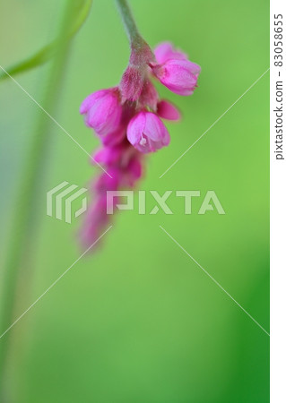 Tade (Oke Tade) Tade (Oke Tade) 83058655