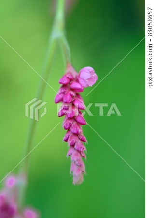 Tade (Oke Tade) 83058657