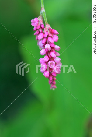 Tade (Oke Tade) Tade (Oke Tade) 83058658