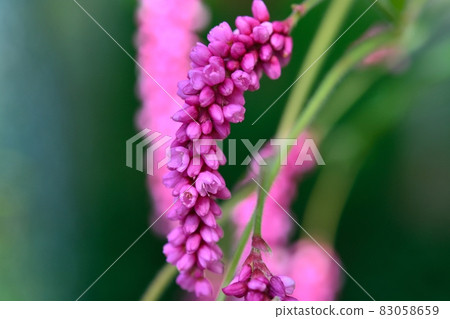 Tade (Oke Tade) 83058659