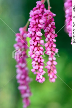 Tade (Oke Tade) Tade (Oke Tade) 83058660