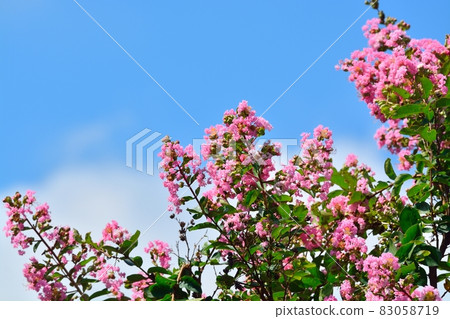 縐紗花 縐紗花 83058719