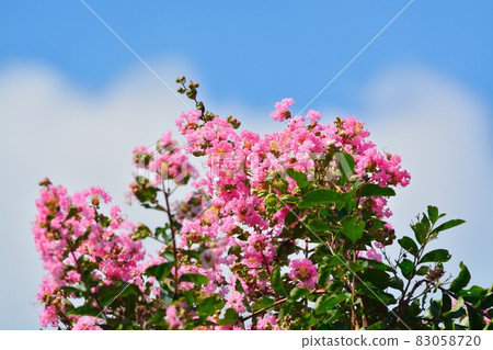 縐紗花 縐紗花 83058720