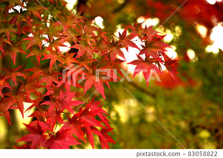 Very beautiful "Momiji" [high-definition * the definitive version of the autumn leaves image] 83058822