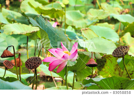 宇佐神宮的蓮花 83058858