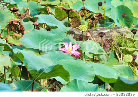 宇佐神宮的蓮花 83058859