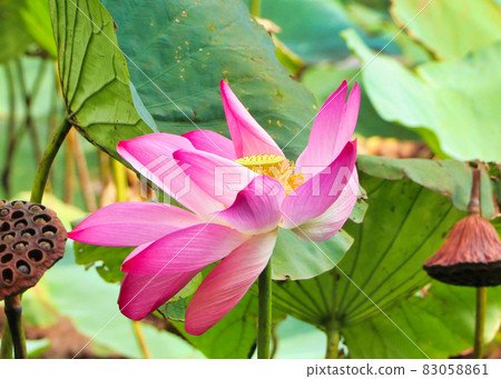 宇佐神宮的蓮花 宇佐神宮的蓮花 83058861